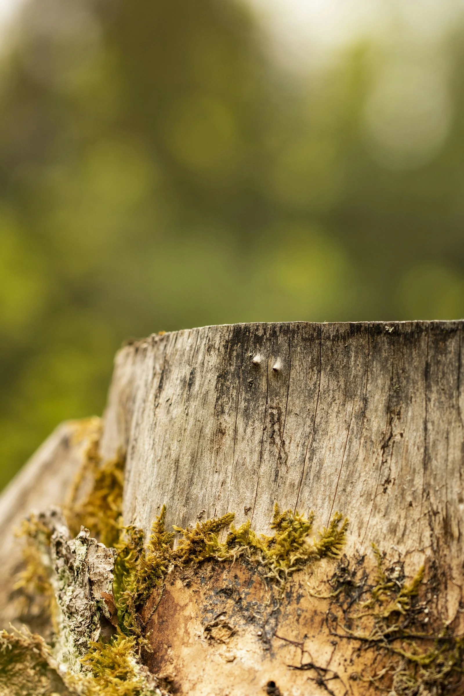 Gros plan d’une souche ancienne partiellement couverte de mousse